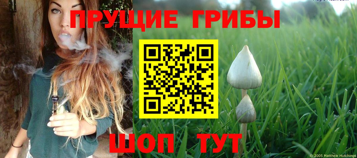 Псилоцибиновые грибы Psilocybe Кореновск